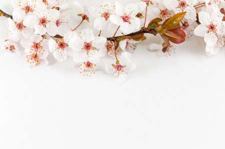 Blooming flowers on tree branches Sprnig timeの写真素材