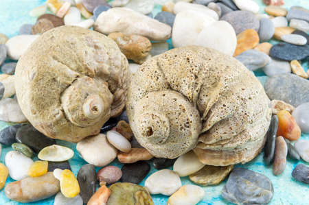 Interesting seashells with sea stones close upの写真素材