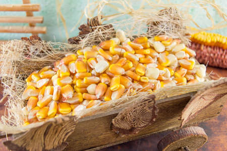 raw corn in a wooden cart close upの写真素材
