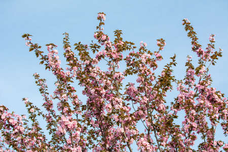 Cherry blossom flowers on a tree outdoors