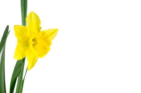 single narcissus isolated on whiteの写真素材