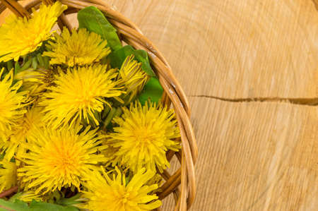 Yellow dandelions on a wooden backgroundの写真素材