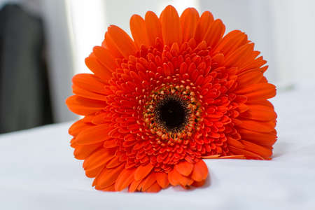 Orange Gerbera flower close upの写真素材