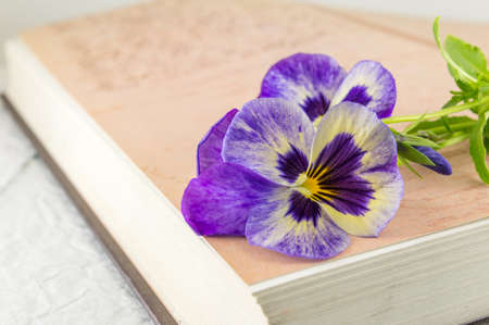 Fresh violet flowers on top of a bookの写真素材