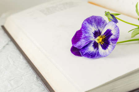 Fresh violet flowers on top of a bookの写真素材