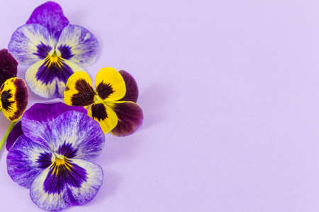 Violet and yellow flowers on purple backgroundの写真素材