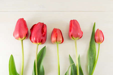 Red tulips on white wooden boardの写真素材