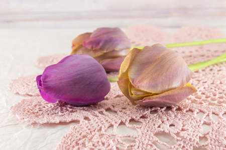 Purple tulips on pink knitted textileの写真素材