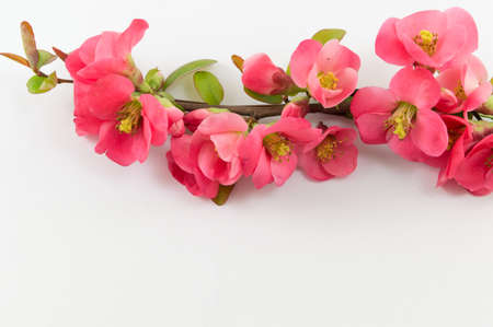 Rosa rugosa flowers on white background