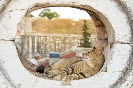 Cute kitty sleeping in a rounded window openingの写真素材