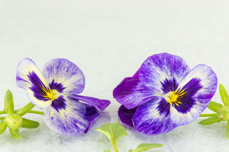 Fresh violet flowers on white fabricの写真素材
