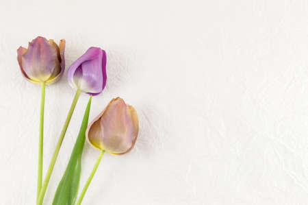 Purple tulips on white textile backgroundの写真素材
