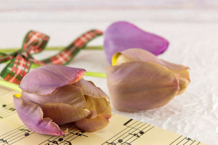 Purple tulips on a music sheet notesの写真素材