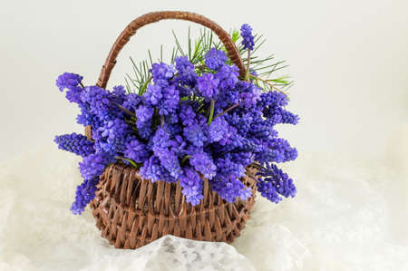 Hyacinth flowers in a wicker basket. Romantic presentの写真素材