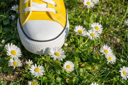 Yellow sneakers i a dasiy field.の写真素材