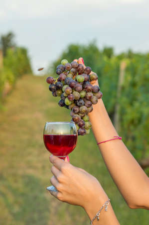 Female hand holding wine glass and grapes in a vineyardの写真素材