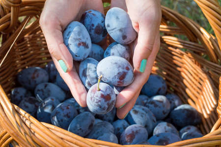 Persons hands putting fresh picked plums into the basketの写真素材