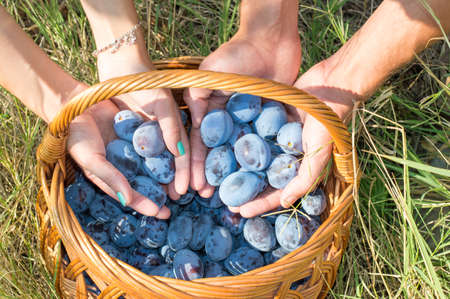 Persons hands putting fresh picked plums into the basketの写真素材