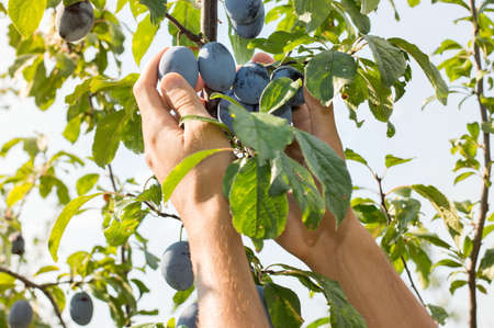 Male hands picking fresh plums from the treeの写真素材
