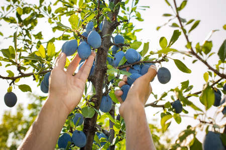 Male hands picking fresh plums from the treeの写真素材