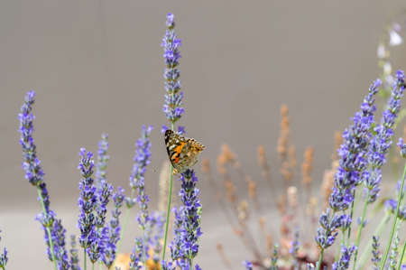 Butterfly on home grown  lavender flower in the yard