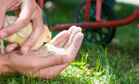 Baby chicken feeding in male person handsの写真素材