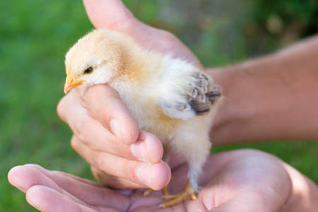 Baby chicken in persons hands. Support for new lifeの写真素材