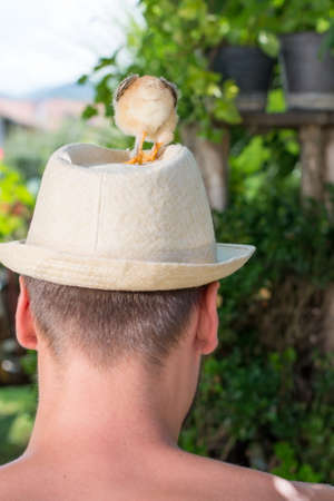 Baby chickens on persons headの写真素材