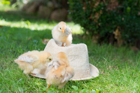 Baby chickens standing on a straw hatの写真素材