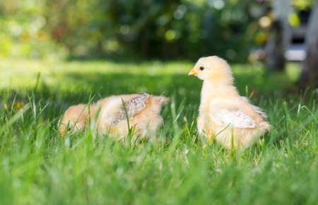 Baby chickens walking on green grass