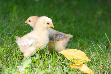 Baby chickens walking on green grass