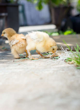 Baby chickens walking in back yardの写真素材