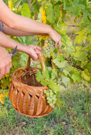 Couple in grape picking at the vineyard with a wicker basketの写真素材