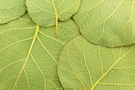 Green walnut leaves making background patternの写真素材