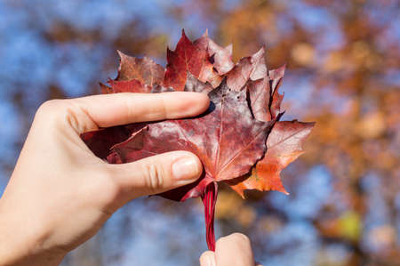 Red autumn leaves in womans hand. Fall seasonの写真素材