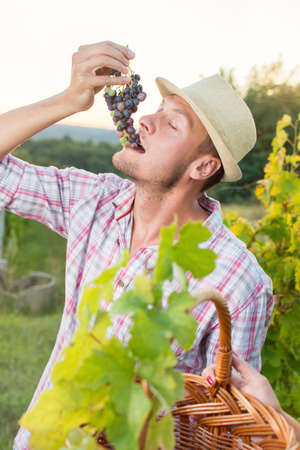 Young farmer enjoying fresh grapes at vineyard