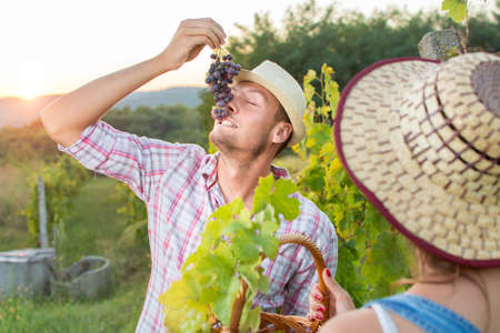 Young farmer enjoying fresh grapes at vineyardの写真素材
