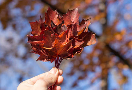 Red autumn leaves in womans hand. Fall season