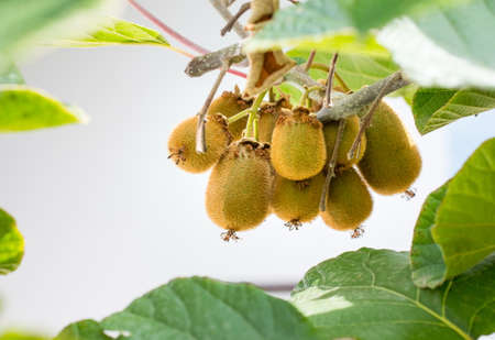 Fresh kiwi cluster growing on a treeの写真素材