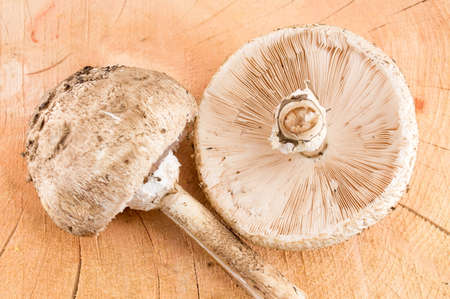 Raw parasol mushroom on a wooden tableの写真素材