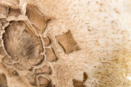 Close up detail of a raw parasol mushroomの写真素材
