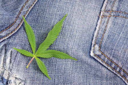 Marijuana leaves on an old blue jeansの写真素材