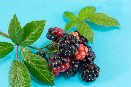 juicy blackberries and raspberries on blue background