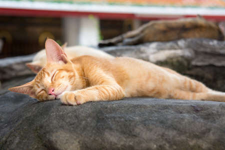 Cute cats sleeping relaxed in the temple yardの写真素材