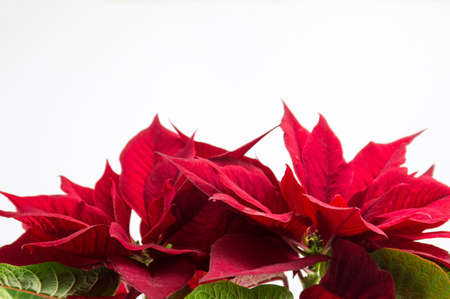 Christmas Star Poinsettia red tree on white backgroundの写真素材