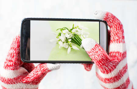 Hands in gloves taking a photo of Snowdrops bouquetの写真素材