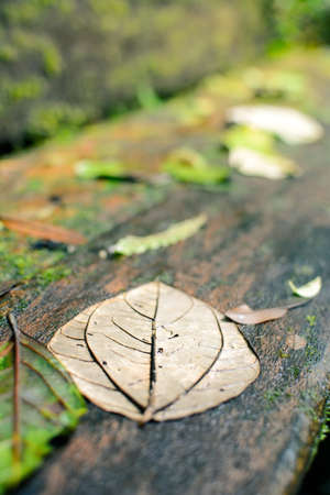 wet gray leaf on a benchの写真素材