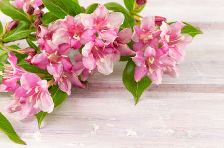 Weigela pink flowers in blossom on wooden tableの写真素材
