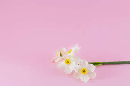 Narcissus flowers bouquet on pink background. Spring timeの写真素材