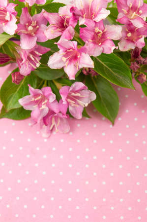 Weigela flowers in blossom against pink backgroundの写真素材